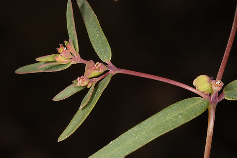 Euphorbia arabica  Euphorbia arabica,Geotagged,United Arab Emirates,Winter