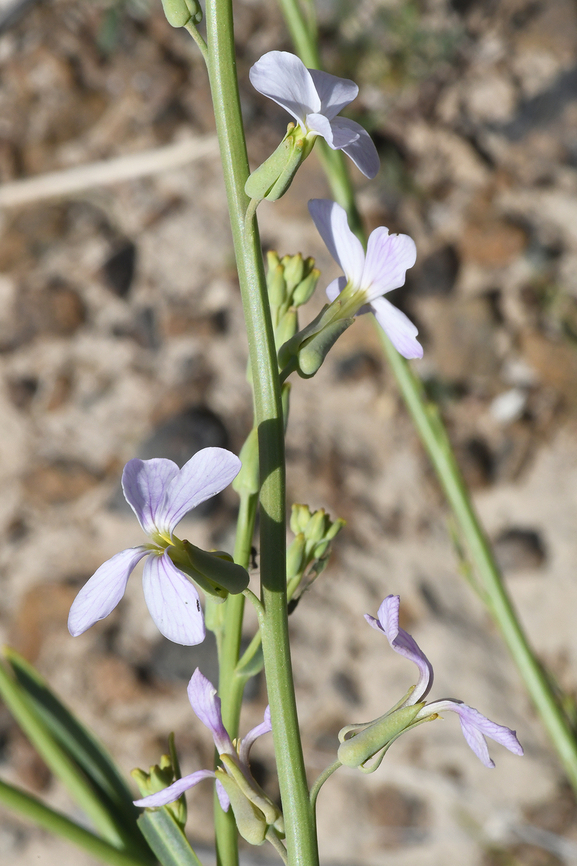 Physorhynchus chamaerapistrum  Geotagged,Oman,Physorhynchus chamaerapistrum,Winter
