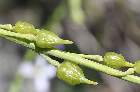 Physorhynchus chamaerapistrum  Geotagged,Oman,Physorhynchus chamaerapistrum,Winter