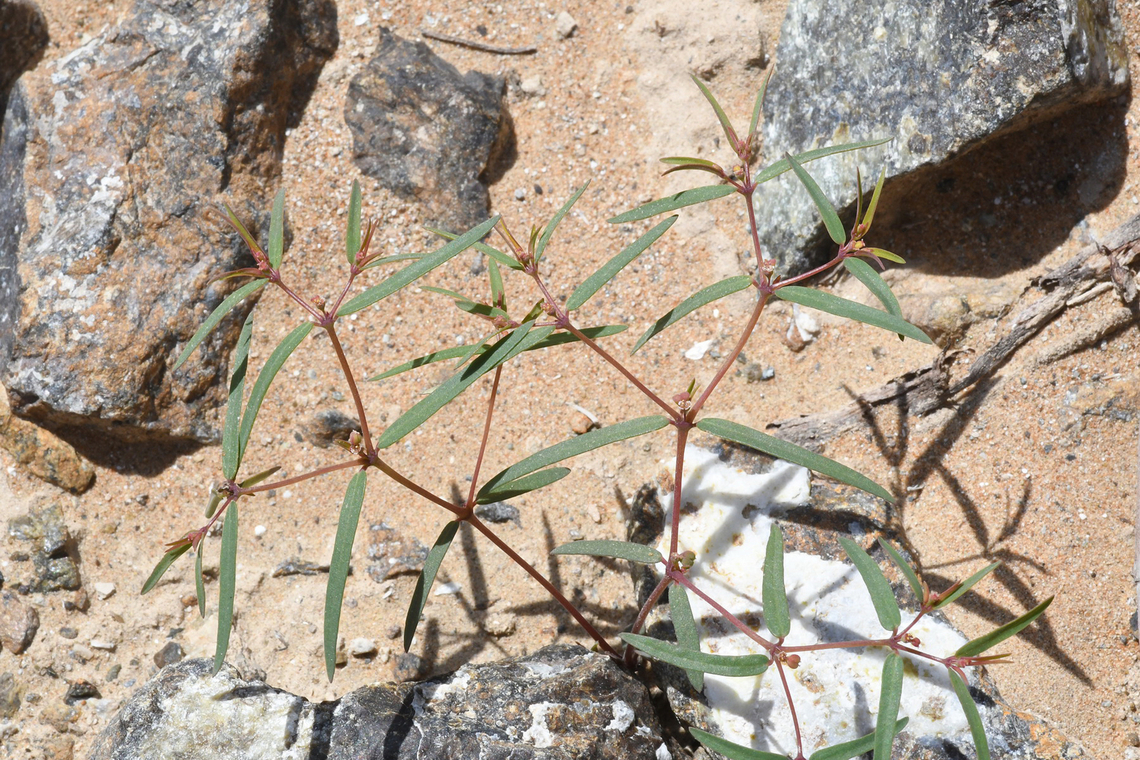 Euphorbia arabica  Euphorbia arabica,Geotagged,United Arab Emirates,Winter