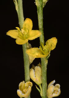 Dipterygium glaucum  Dipterygium glaucum