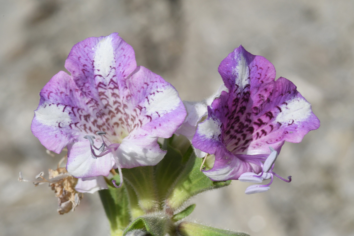 Hyoscyamus insanus  Geotagged,Hyoscyamus insanus,United Arab Emirates,Winter