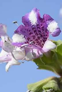 Hyoscyamus insanus  Geotagged,Hyoscyamus insanus,United Arab Emirates,Winter