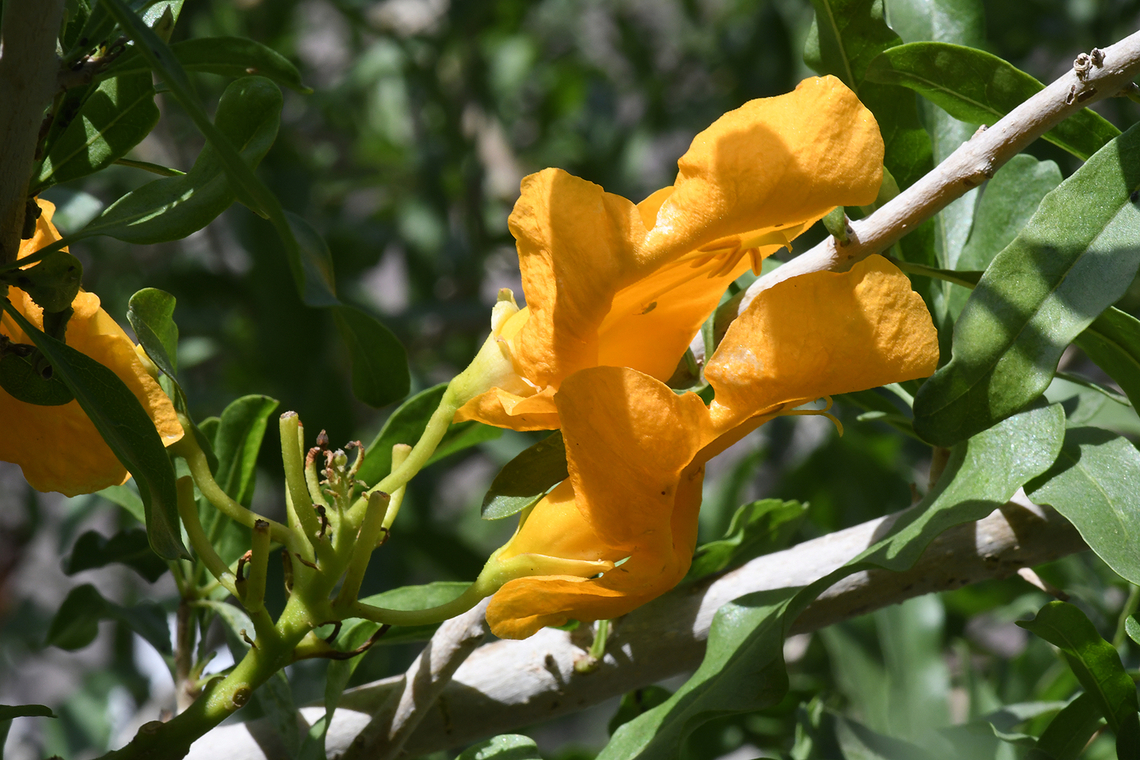 Tecomella undulata  Geotagged,Oman,Tecomella,Tecomella undulata,Winter