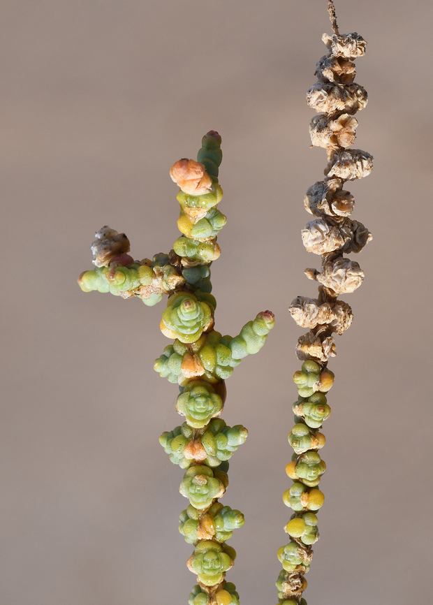 Halocnemum strobilaceum  Geotagged,Halocnemum strobilaceum,United Arab Emirates,Winter