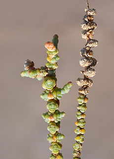 Halocnemum strobilaceum  Geotagged,Halocnemum strobilaceum,United Arab Emirates,Winter
