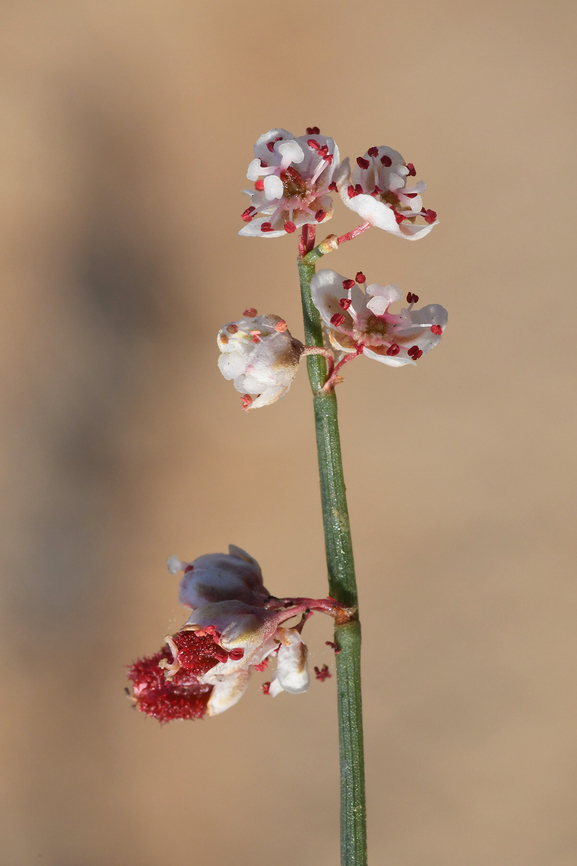 Calligonum comosum  Calligonum comosum,Geotagged,United Arab Emirates,Winter