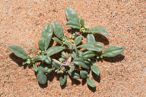 Gisekia pharnaceoides  Geotagged,Gisekia pharnaceoides,United Arab Emirates,Winter