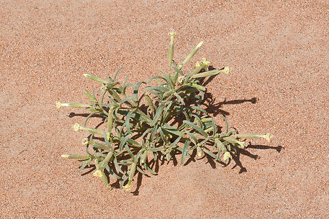 Silene villosa  Geotagged,Silene villosa,United Arab Emirates,Winter