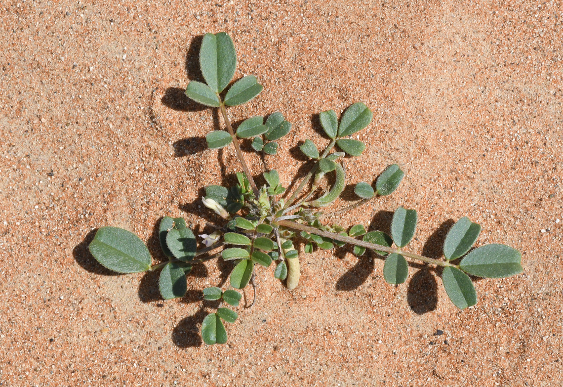 Astragalus arpilobus  Astragalus arpilobus,Geotagged,United Arab Emirates,Winter