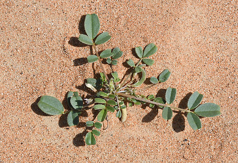 Astragalus arpilobus  Astragalus arpilobus,Geotagged,United Arab Emirates,Winter