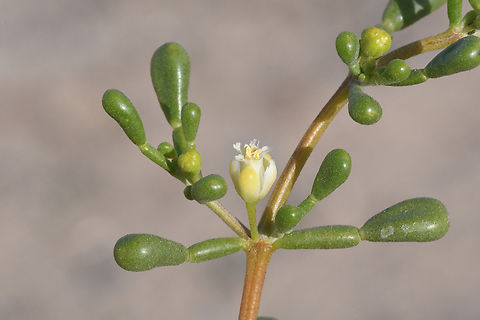 Tetraena qatarensis  Geotagged,Tetraena qatarensis,United Arab Emirates,Winter