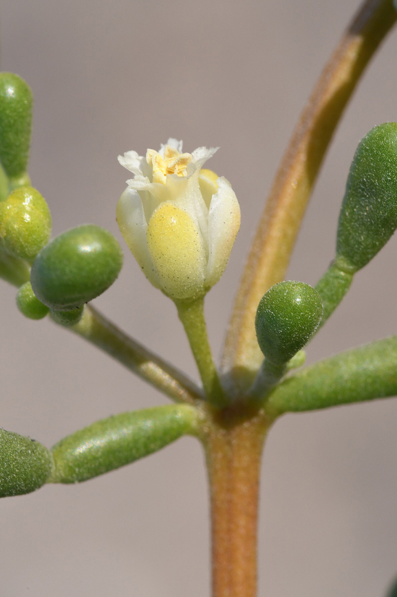 Tetraena qatarensis  Geotagged,Tetraena qatarensis,United Arab Emirates,Winter