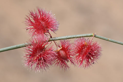 Calligonum comosum  Calligonum comosum,Geotagged,United Arab Emirates,Winter