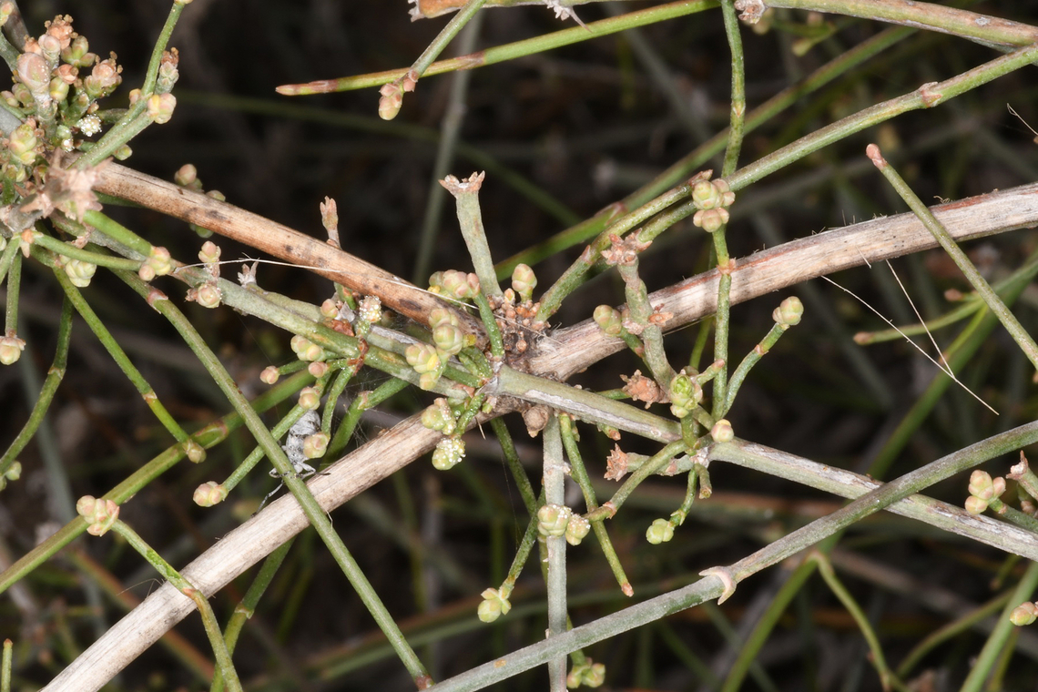 Ephedra foliata  Ephedra foliata,Geotagged,Shrubby horsetail,United Arab Emirates,Winter