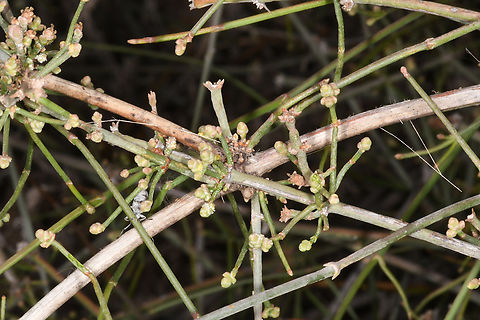 Ephedra foliata  Ephedra foliata,Geotagged,Shrubby horsetail,United Arab Emirates,Winter