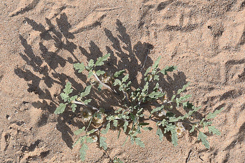 Neurada procumbens  Geotagged,Neurada procumbens,United Arab Emirates,Winter