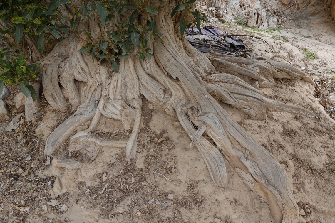 Ficus salicifolia  Ficus salicifolia,Geotagged,United Arab Emirates,Winter