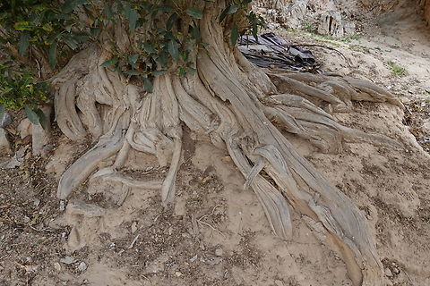 Ficus salicifolia  Ficus salicifolia,Geotagged,United Arab Emirates,Winter