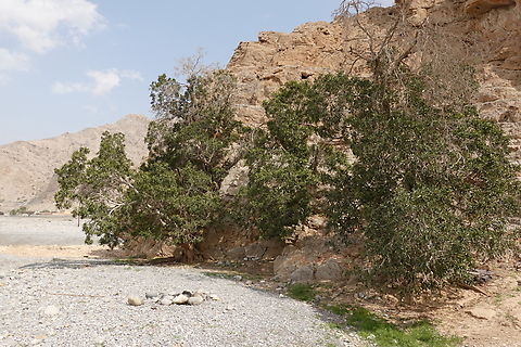 Ficus salicifolia  Ficus salicifolia,Geotagged,United Arab Emirates,Winter