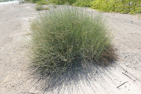 Ochradenus aucheri  Geotagged,Ochradenus aucheri,United Arab Emirates,Winter