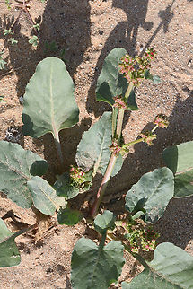 Emex spinosa  Devil's thorn,Geotagged,Rumex spinosus,United Arab Emirates,Winter