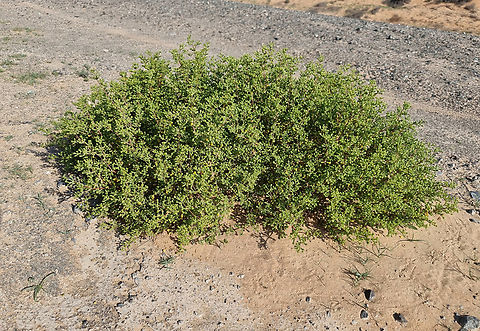 Tetraena qatarensis  Geotagged,Tetraena qatarensis,United Arab Emirates,Winter
