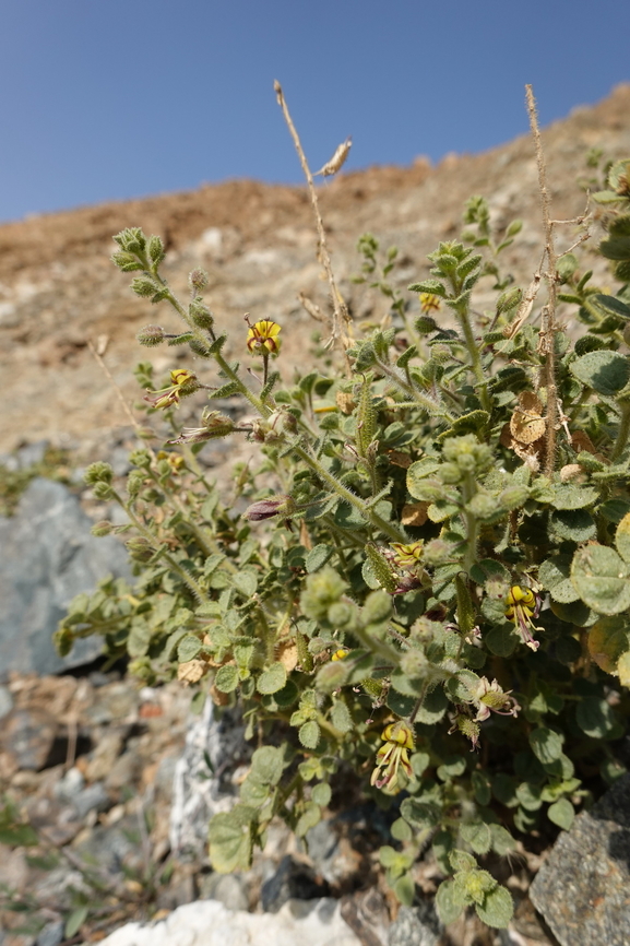 Cleome austroarabica  Cleome austroarabica,Geotagged,United Arab Emirates,Winter