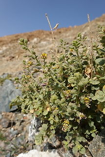 Cleome austroarabica  Cleome austroarabica,Geotagged,United Arab Emirates,Winter