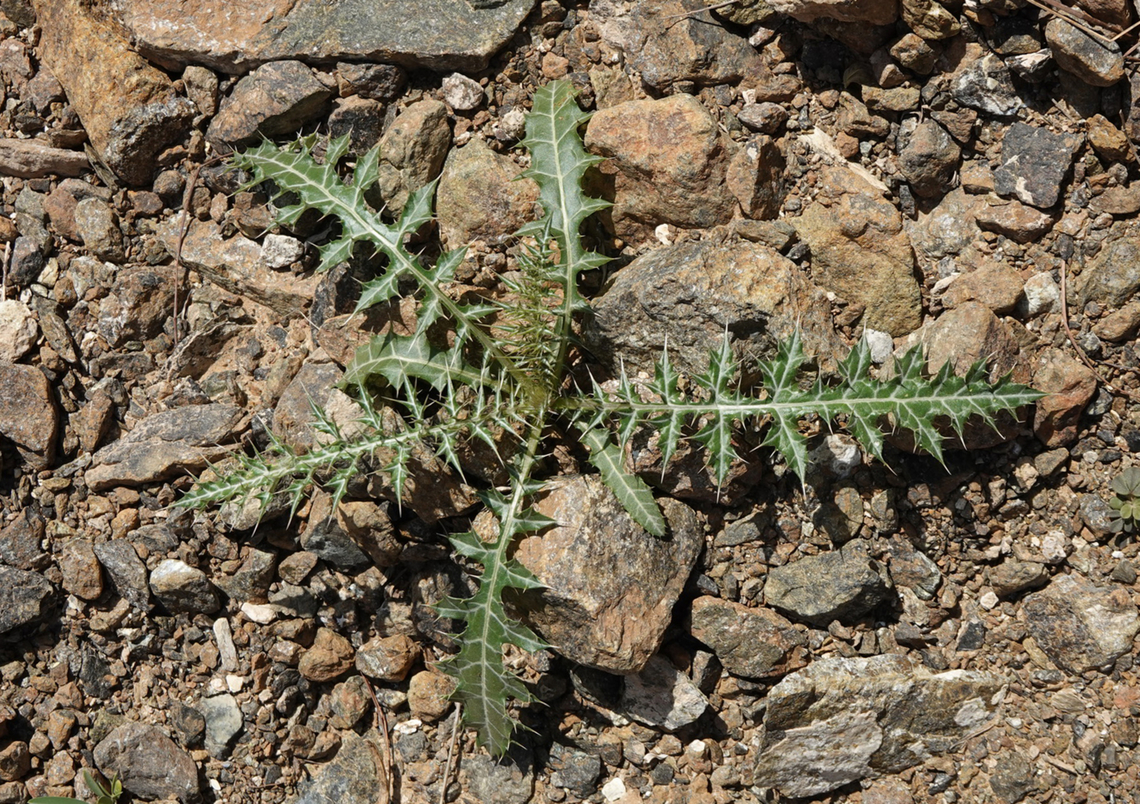 Echinops erinaceus  Echinops erinaceus,Geotagged,United Arab Emirates,Winter