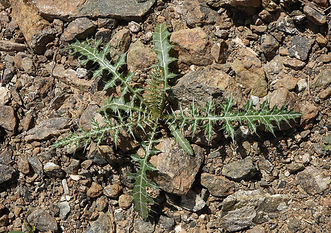 Echinops erinaceus  Echinops erinaceus,Geotagged,United Arab Emirates,Winter