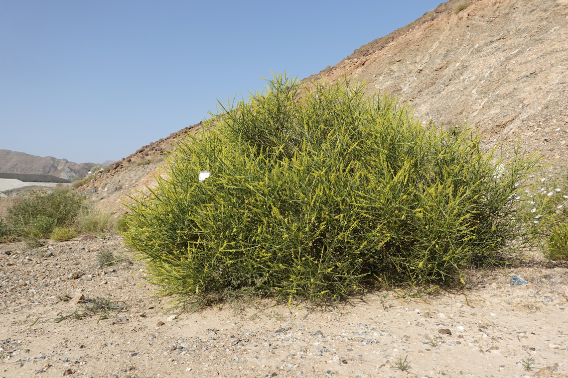 Ochradenus arabicus  Geotagged,Ochradenus arabicus,United Arab Emirates,Winter