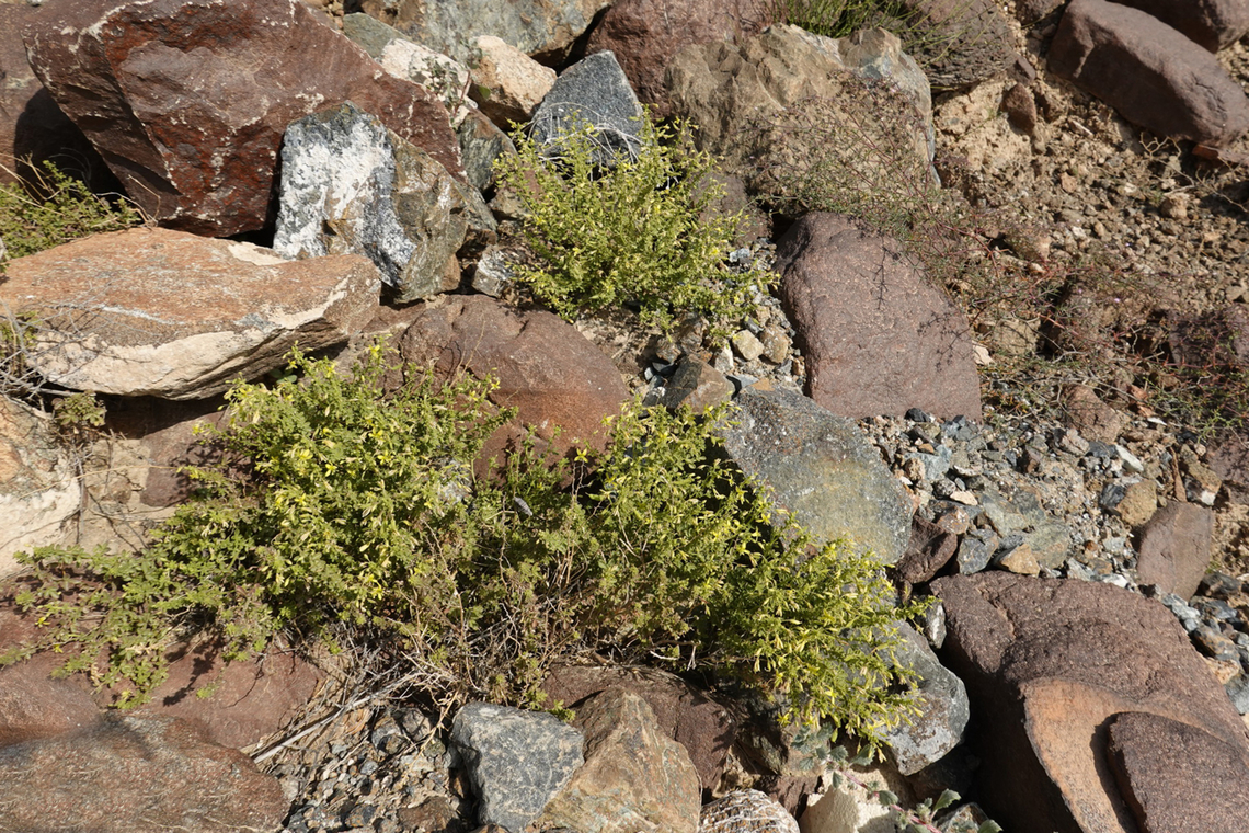 Cleome brachycarpa  Cleome brachycarpa,Geotagged,United Arab Emirates,Winter