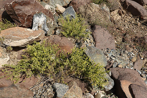 Cleome brachycarpa  Cleome brachycarpa,Geotagged,United Arab Emirates,Winter