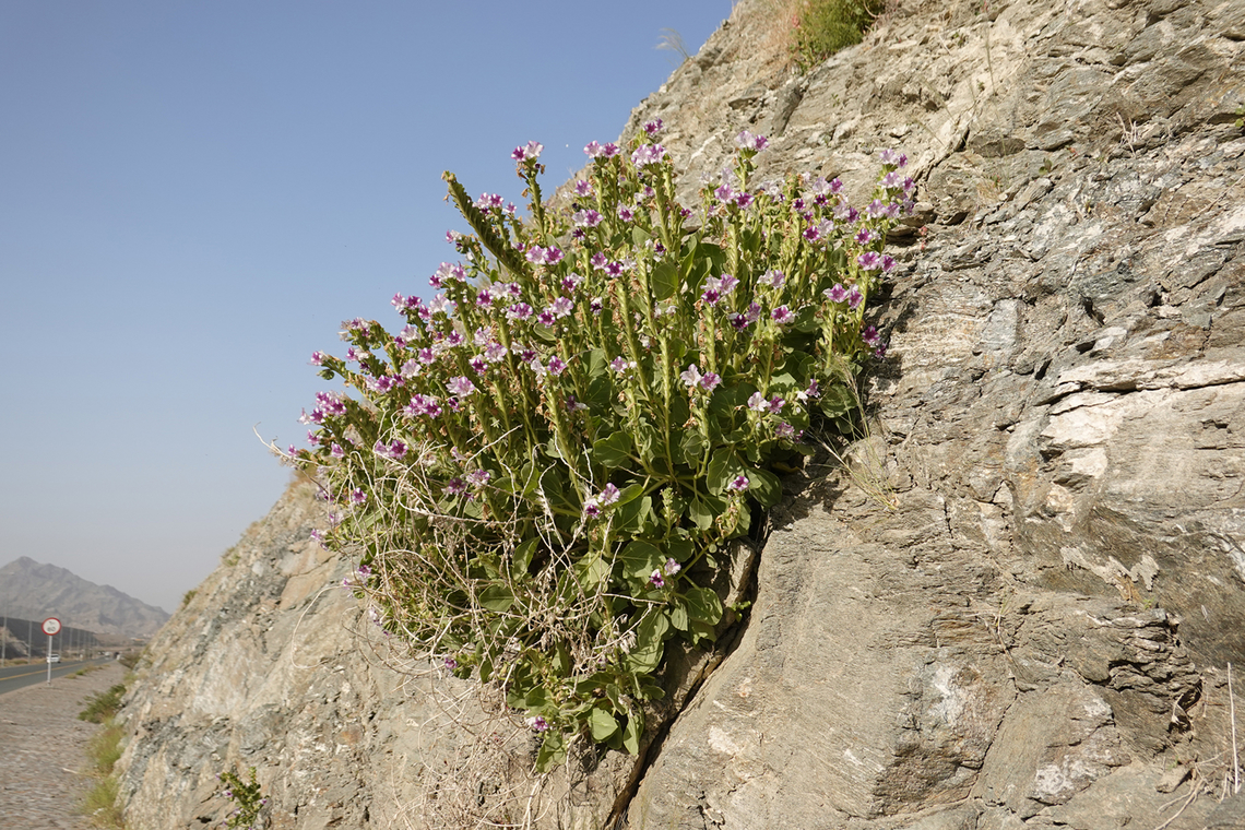 Hyoscyamus insanus  Geotagged,Hyoscyamus insanus,United Arab Emirates,Winter