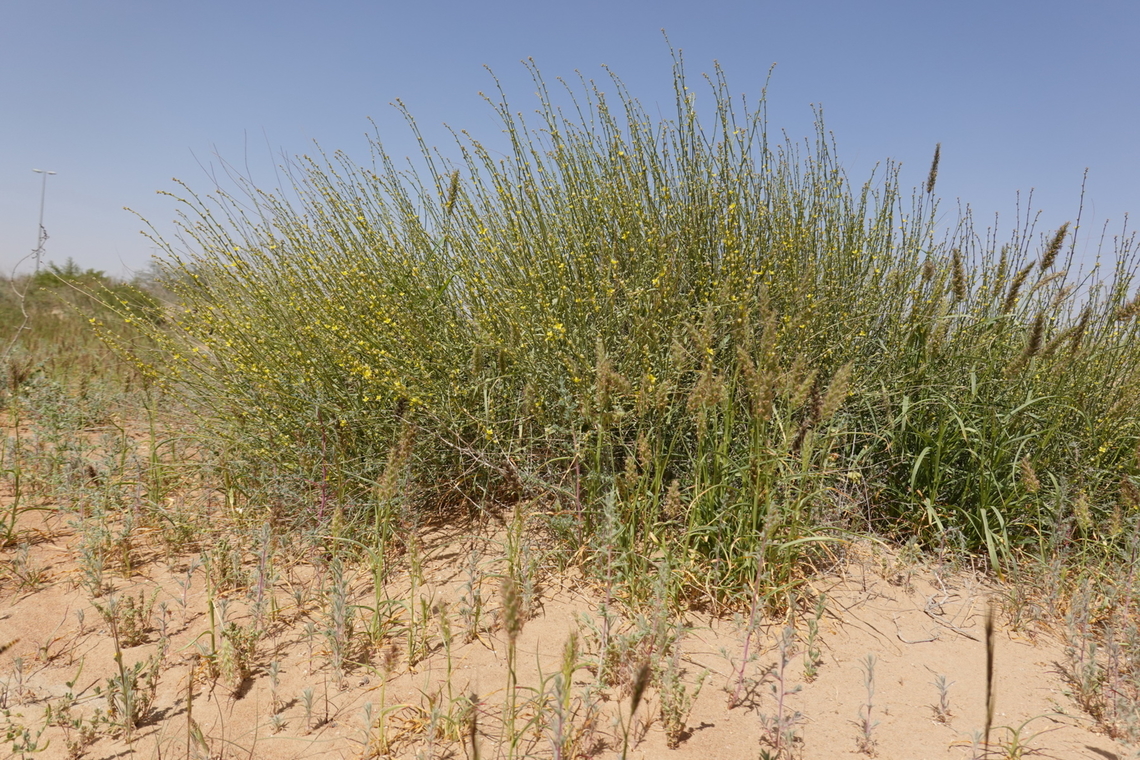 Dipterygium glaucum  Dipterygium glaucum,Geotagged,United Arab Emirates,Winter
