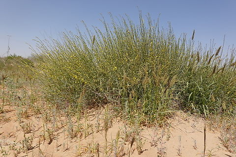Dipterygium glaucum  Dipterygium glaucum,Geotagged,United Arab Emirates,Winter