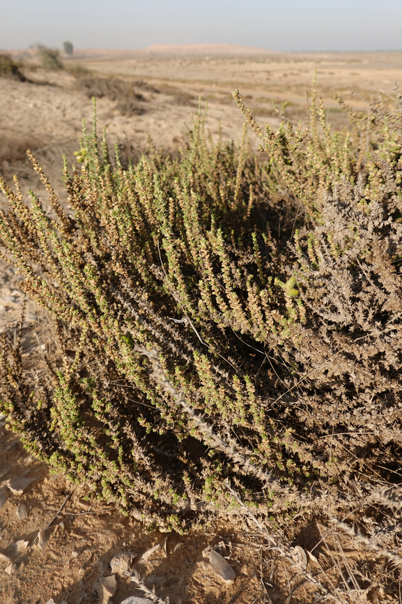 Cornulaca monacantha  Cornulaca monacantha,Geotagged,United Arab Emirates,Winter