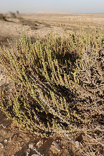 Cornulaca monacantha  Cornulaca monacantha,Geotagged,United Arab Emirates,Winter