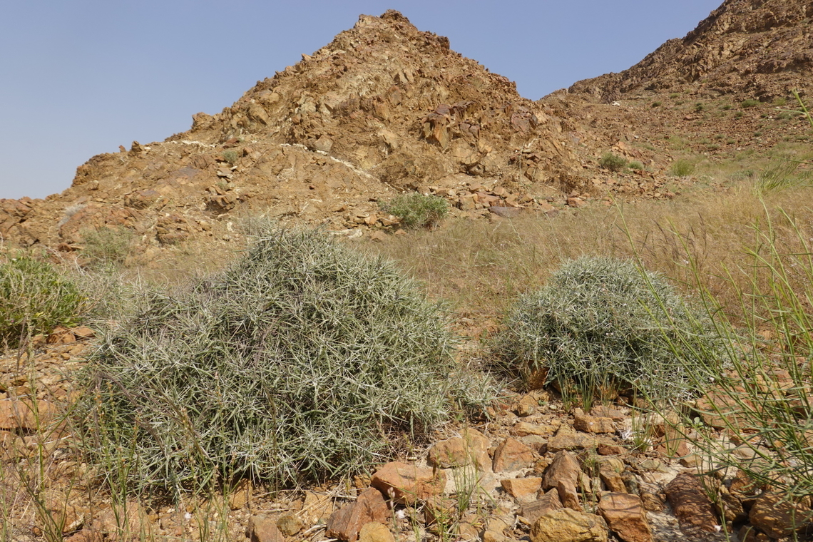 Blepharis ciliaris  Blepharis ciliaris,Blepharis edulis,Geotagged,United Arab Emirates,Winter