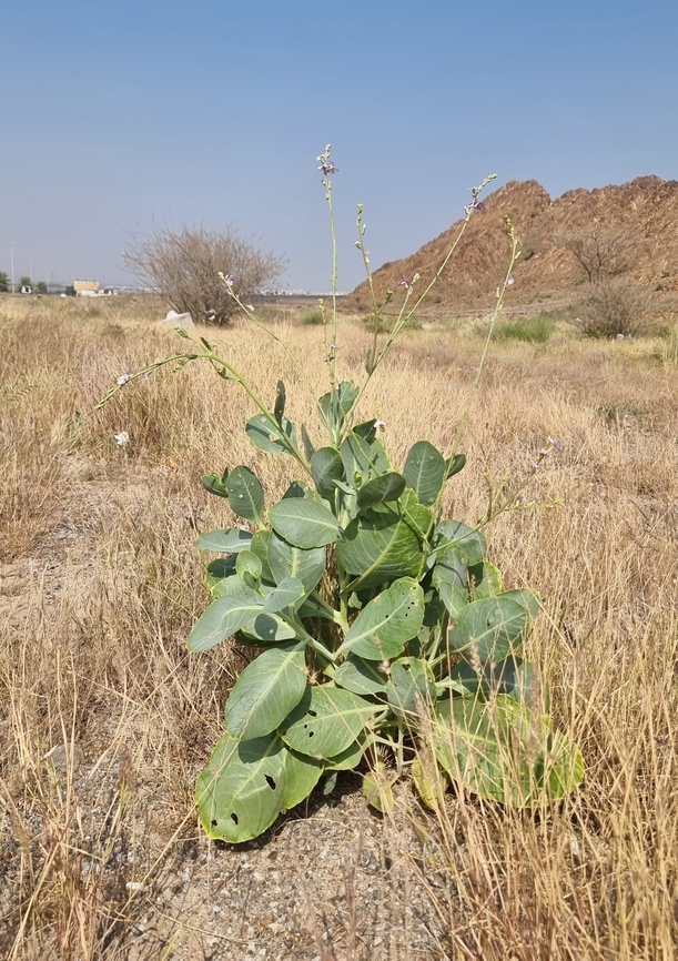 Physorhynchus chamaerapistrum  Geotagged,Physorhynchus chamaerapistrum,United Arab Emirates,Winter