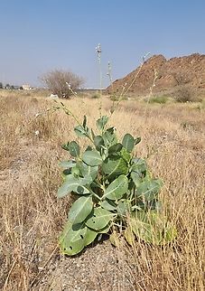 Physorhynchus chamaerapistrum  Geotagged,Physorhynchus chamaerapistrum,United Arab Emirates,Winter