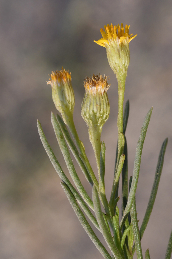 Pulicaria glutinosa  Geotagged,Pulicaria glutinosa,United Arab Emirates,Winter