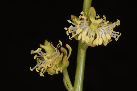 Ochradenus aucheri  Geotagged,Ochradenus aucheri,United Arab Emirates,Winter