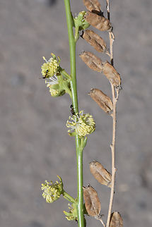 Ochradenus aucheri  Geotagged,Ochradenus aucheri,United Arab Emirates,Winter