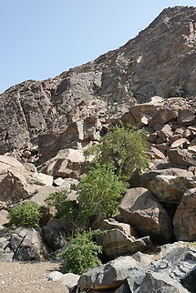 Tecomella undulata  Geotagged,Oman,Tecomella,Tecomella undulata,Winter