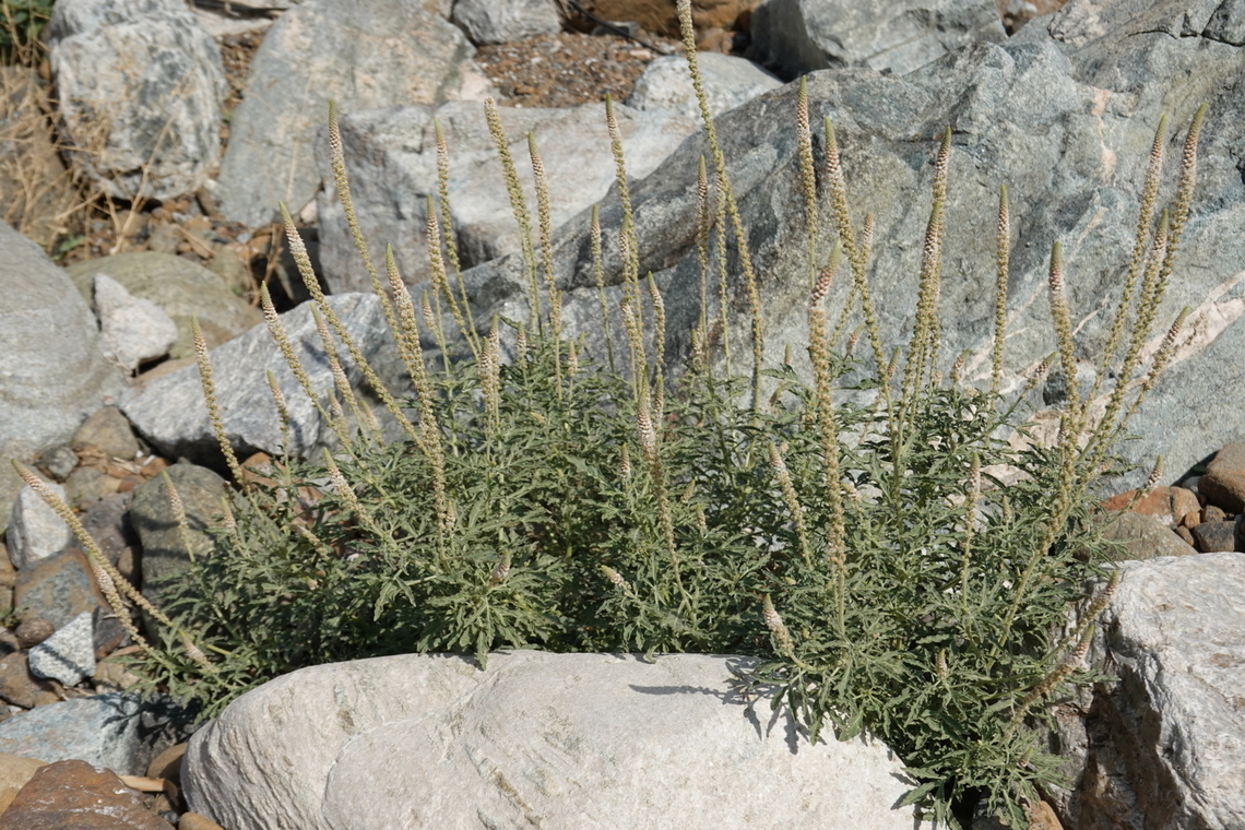 Reseda aucheri  Geotagged,Oman,Reseda aucheri,Winter
