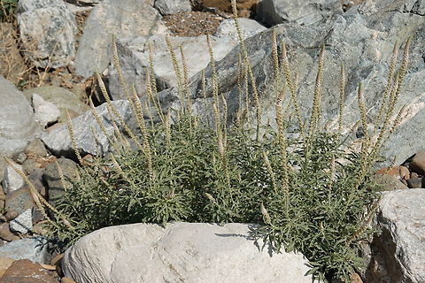 Reseda aucheri  Geotagged,Oman,Reseda aucheri,Winter