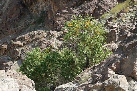 Tecomella undulata  Geotagged,Oman,Tecomella,Tecomella undulata,Winter