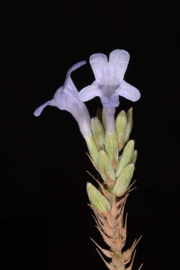 Lavandula subnuda  Geotagged,Lavandula subnuda,United Arab Emirates,Winter